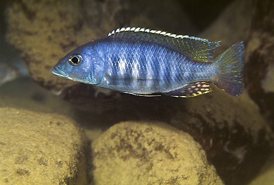 Sciaenochromis ahli 'Masimbwe Island'